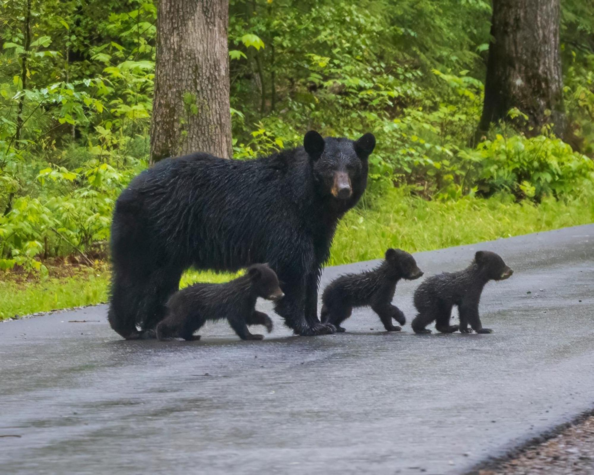 Four Bears Den, Hot Tub, 1089 Of Free Attraction Tickets For Each Paid Day, Dollywood And More Гатлінбург Екстер'єр фото